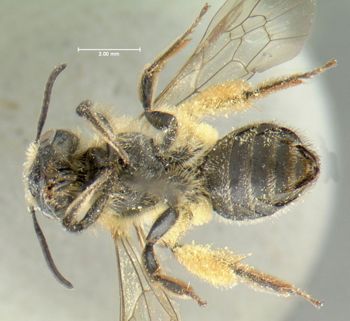 Media type: image;   Entomology 609592 Aspect: habitus ventral view